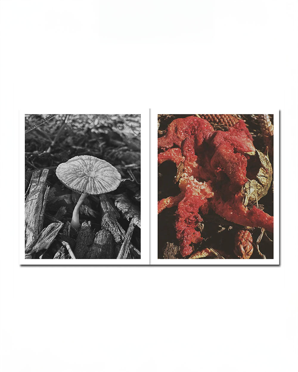 Ying Ang - Fruiting Bodies