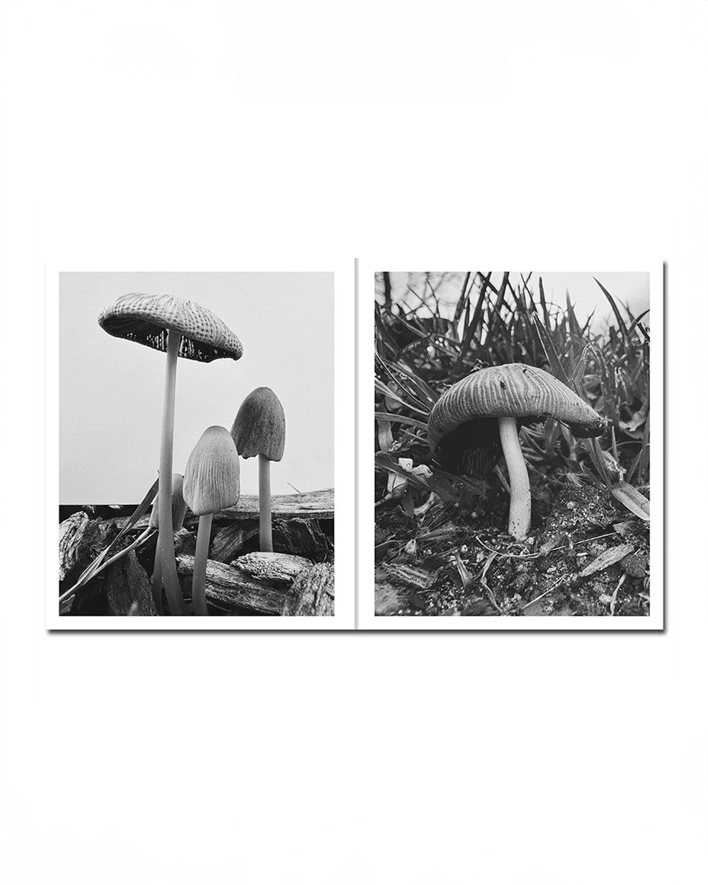 Ying Ang - Fruiting Bodies