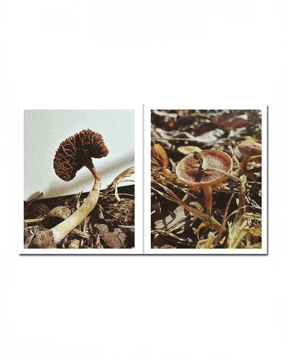 Ying Ang - Fruiting Bodies