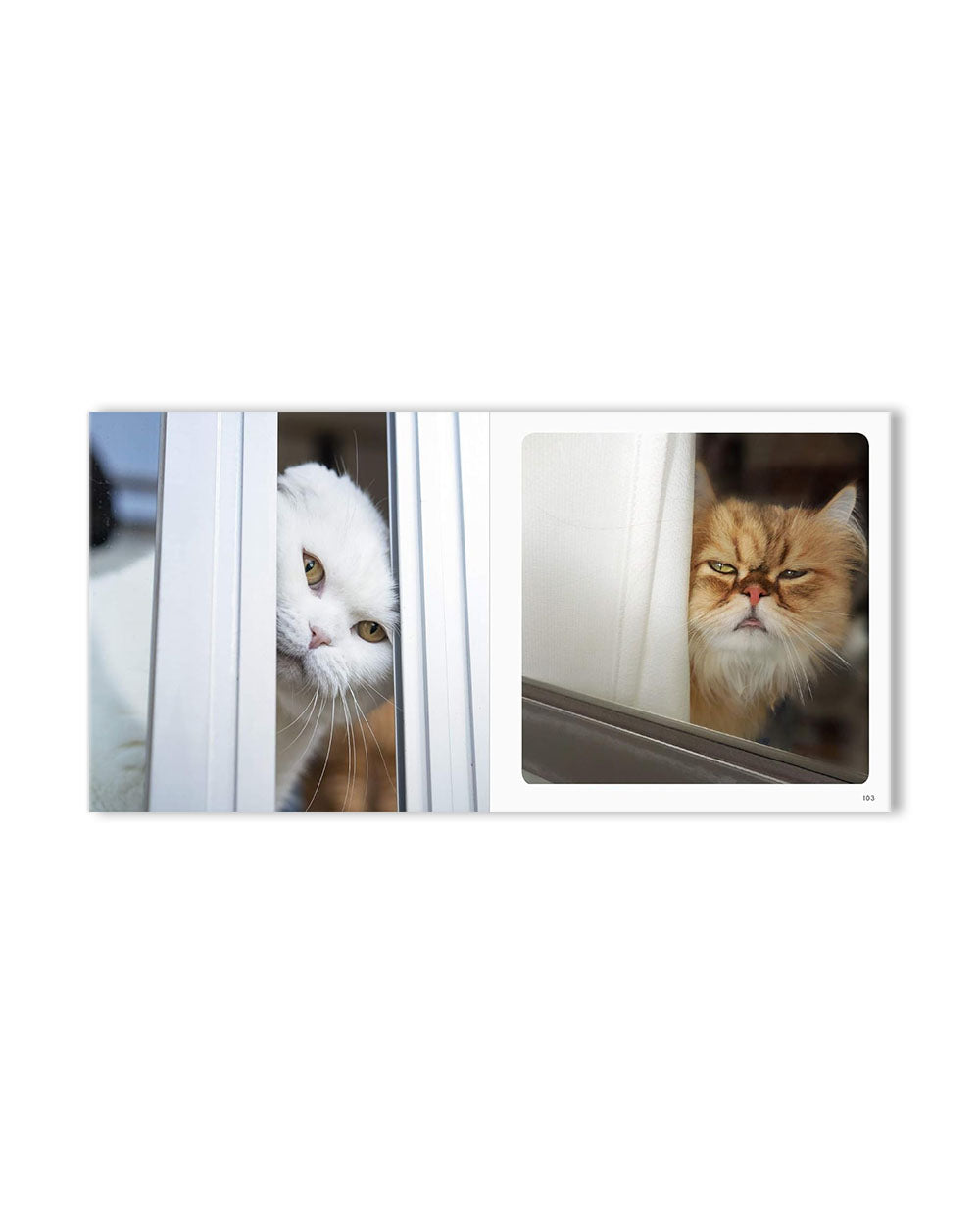 Peekaboo Cats
