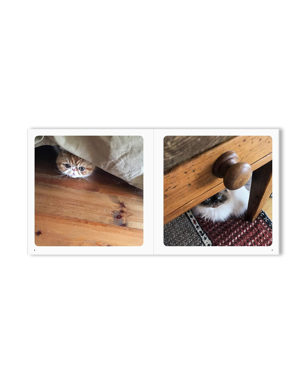 Peekaboo Cats