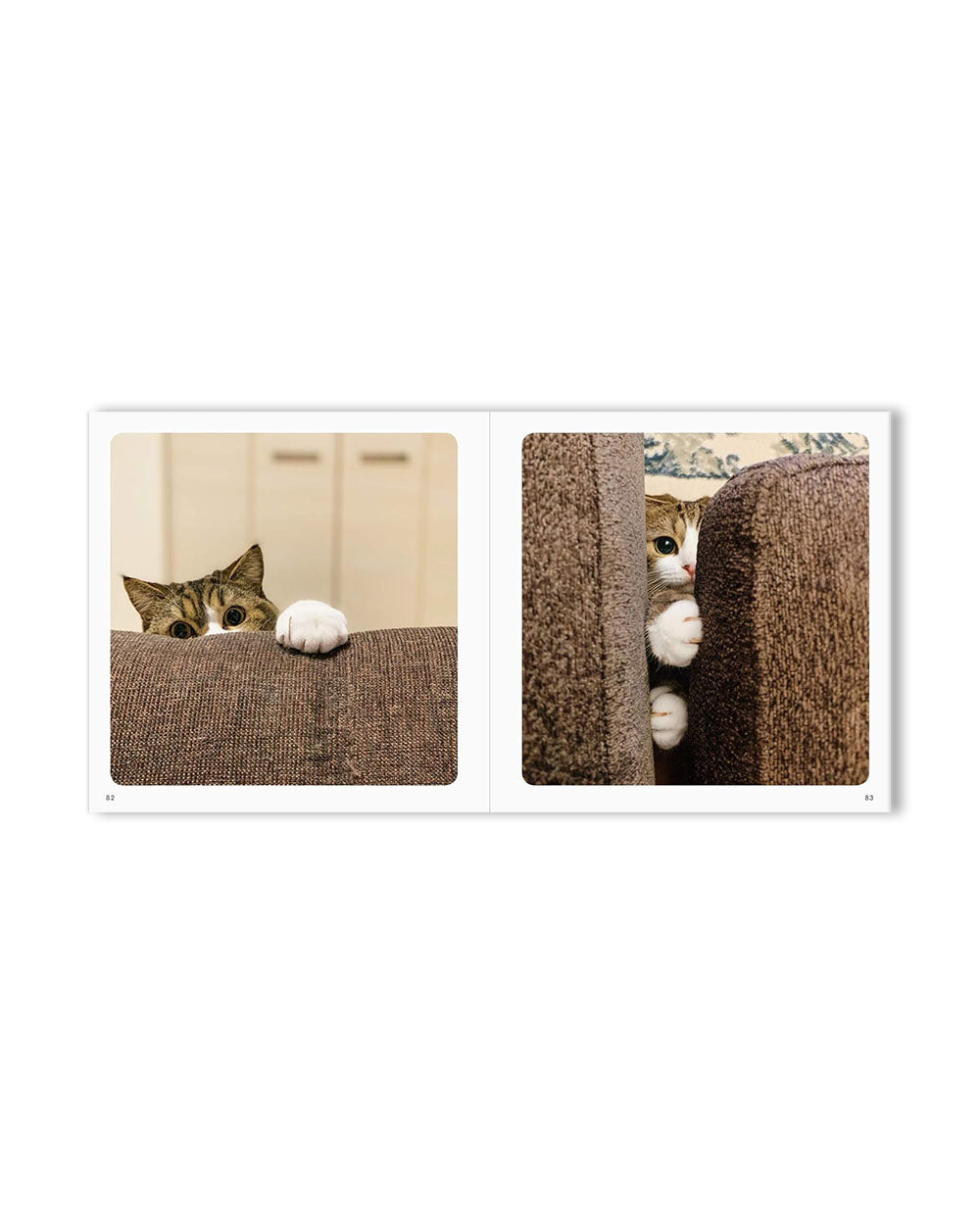 Peekaboo Cats