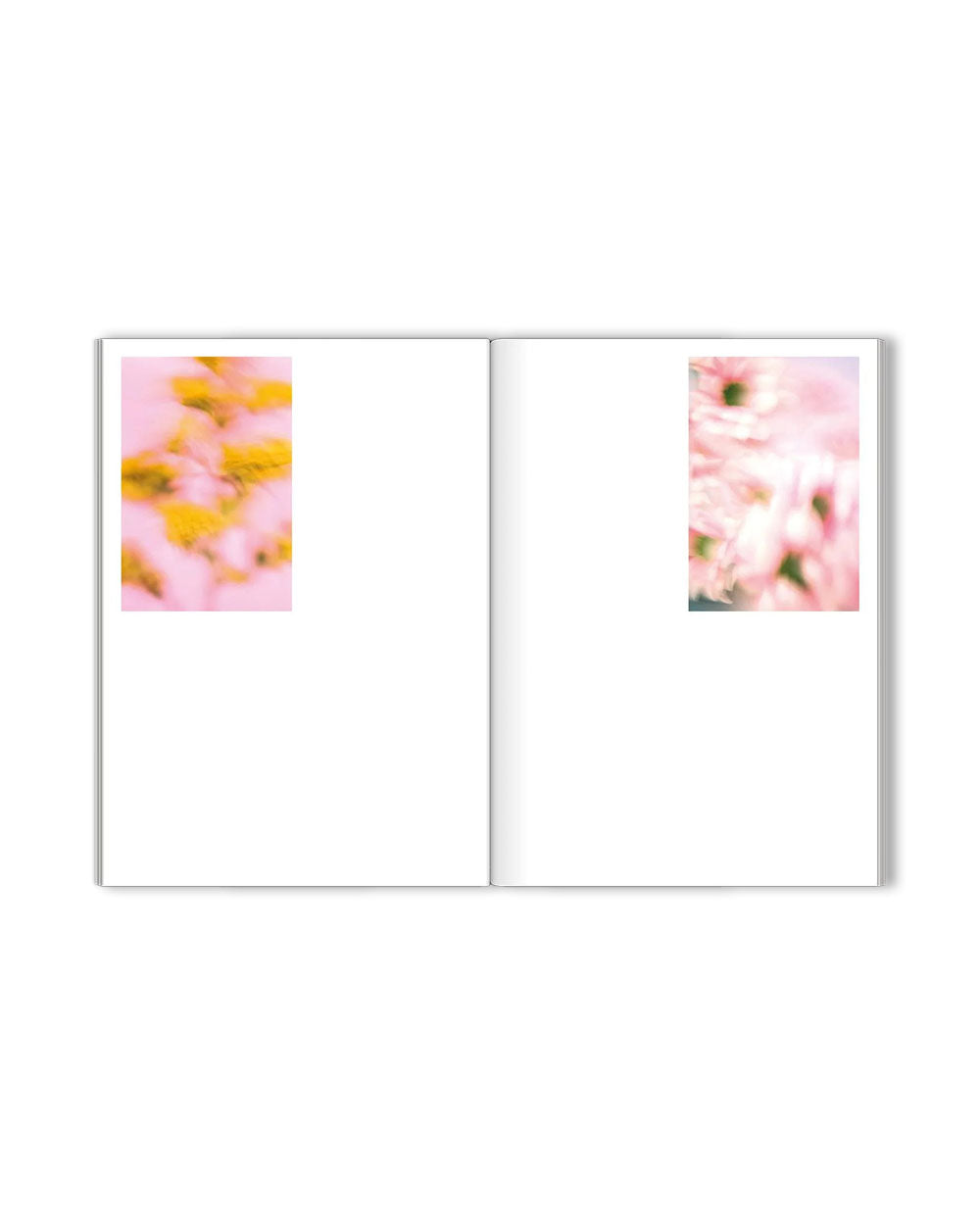 The Chromatics of Flowers