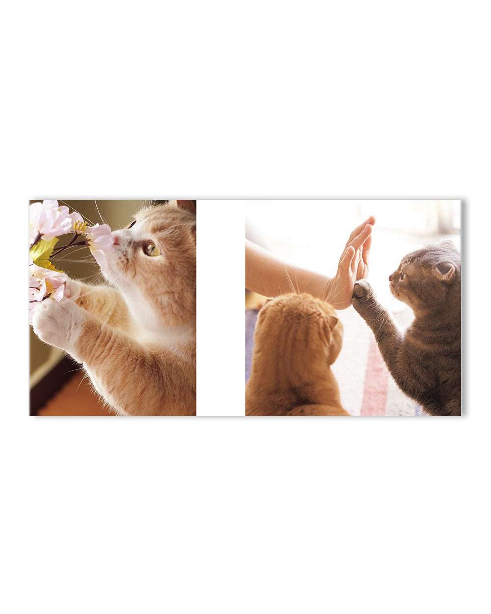 Cats Hands (Japanese Edition)