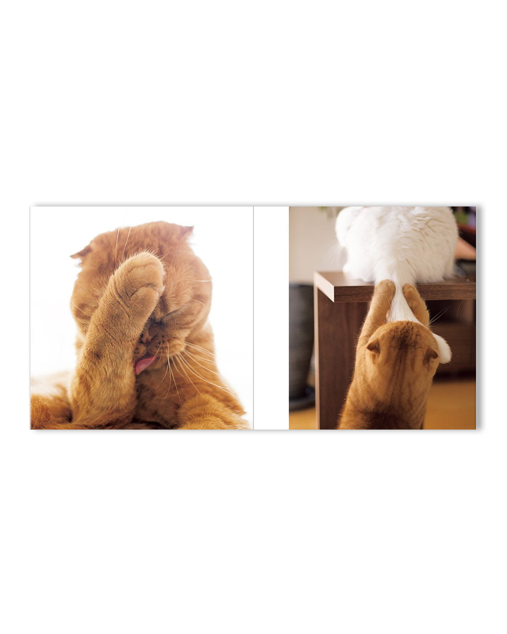 Cats Hands (Japanese Edition)