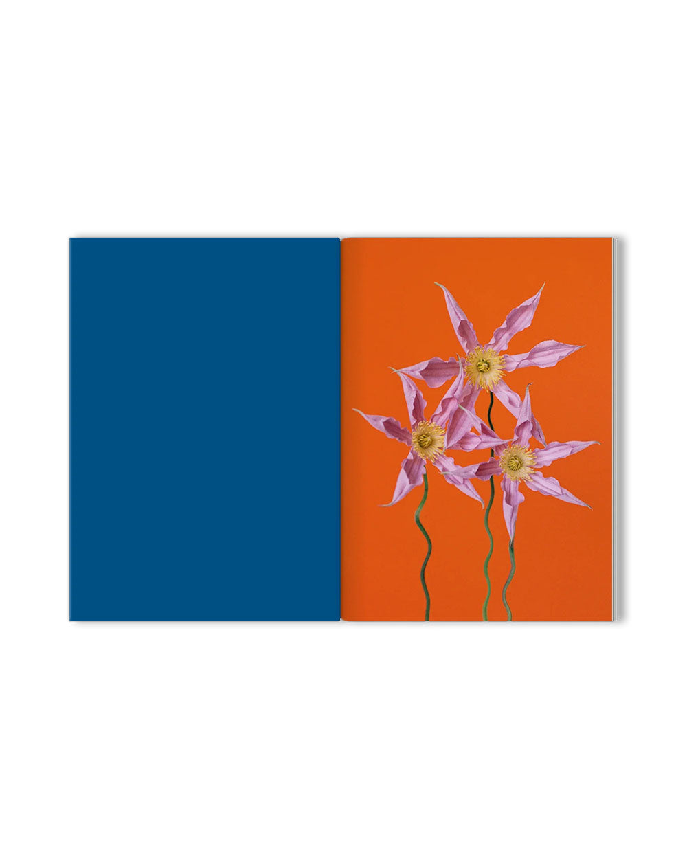 The Chromatics of Flowers