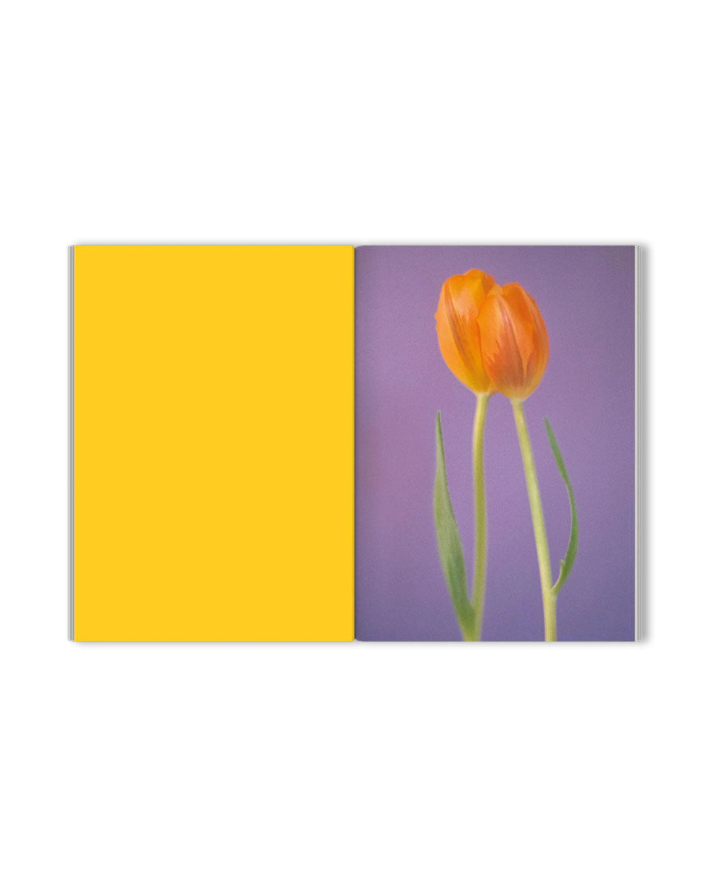 The Chromatics of Flowers